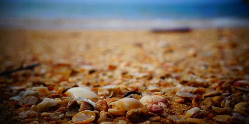 联城大蒜51:探秘中国大蒜产业的核心枢纽与采购指南