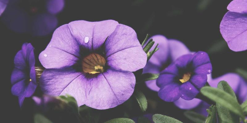 联城大蒜6：洞察中国大蒜产业脉搏，把握采购与价格趋势