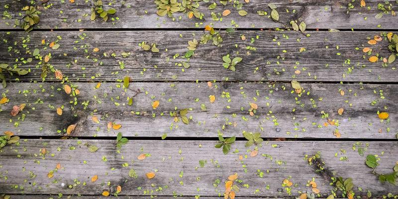 联城大蒜85：品质解析、价格趋势与批发采购指南