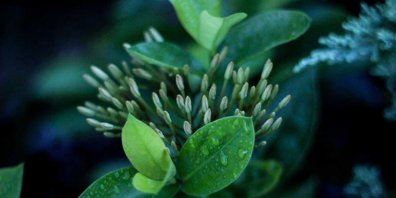 联城大蒜产业指南：掌握价格趋势、批发渠道与高效采购策略