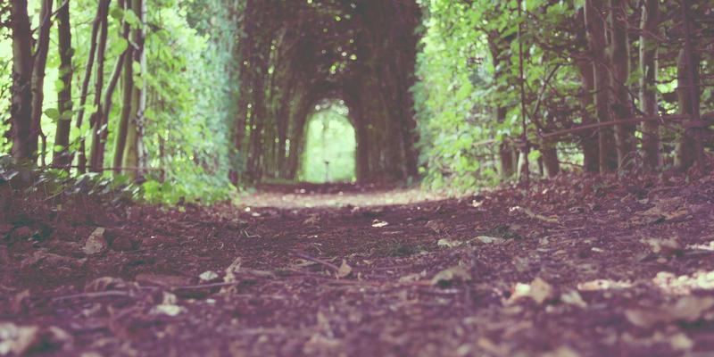 联城大蒜：产地优势、价格行情与批发采购全解析