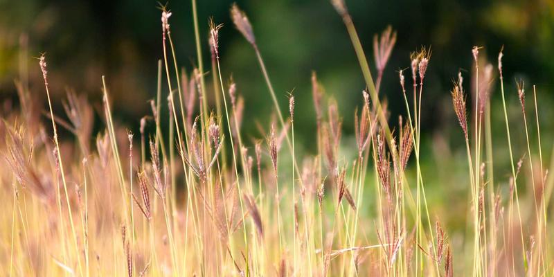 联城大蒜出口欧盟标准全解析：掌握农残限量与检疫要求，打通高端大蒜批发采购通道