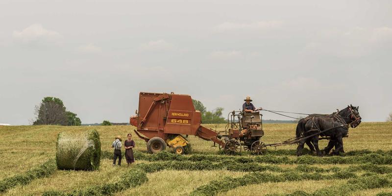 联城大蒜品牌建设与市场推广策略：洞察大蒜价格波动，把握优质大蒜采购机遇