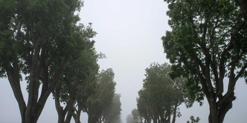 联城大蒜品种选择与优化指南：如何根据土壤气候选择高产优质蒜种，提升大蒜产业效益