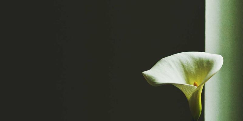 联城大蒜深加工新蓝海：从大蒜采购到高附加值产品开发，农业电商如何赋能产业链升级