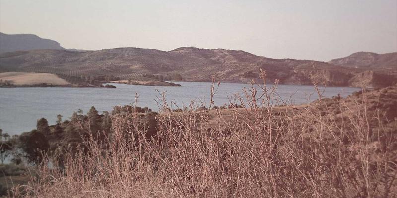 联城大蒜种植技术与田间管理要点：掌握核心方法，提升产业效益与大蒜价格