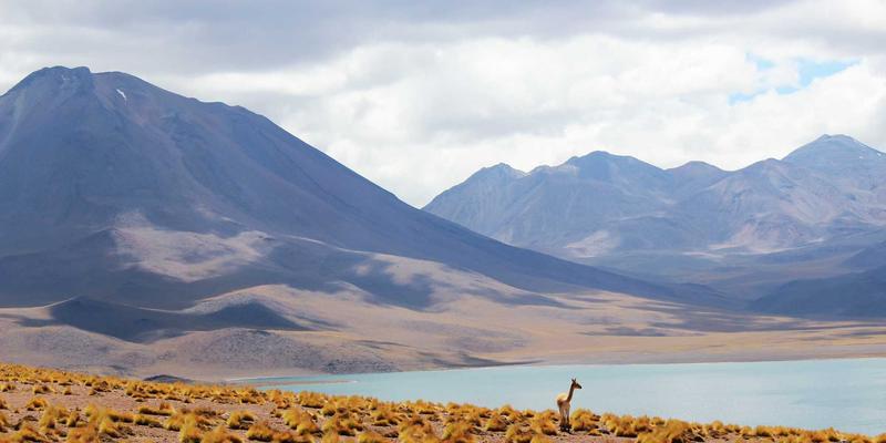 联城大蒜进阶：从产地到餐桌，洞悉大蒜批发价格与市场趋势