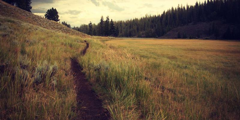 联城大蒜采购全攻略：掌握价格趋势与高效交易平台选择